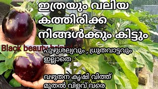 കത്തിരിക്ക | വഴുതന കൃഷി| vazhuthana  krishi Malayalam | brinjal krishi | Egg plant farming