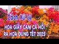 Cách xử lý cho cây hoa giấy màu cam cá hồi ra hoa đúng tết