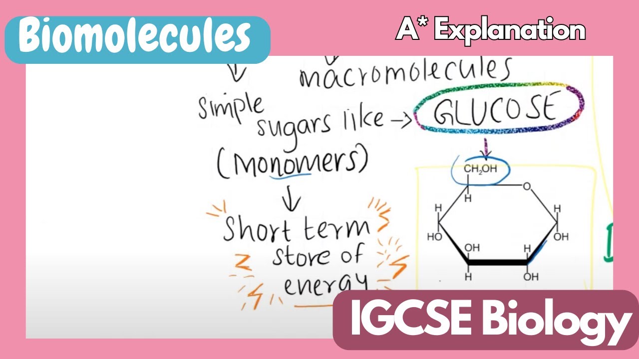 'Biomolecules' - IGCSE Biology - YouTube