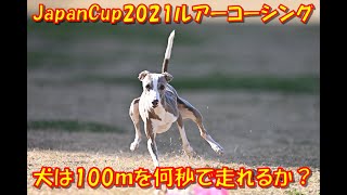 ルアーコーシング イタリアングレーハウンド（イタグレ Italian Greyhound） PAL 1歳 2020-11-22 LureCoursing JapanCup2021 2nd