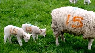 SHEEP POOPS ON LAMBS HEAD