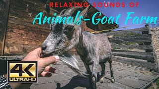 4k Peaceful Goat Farm | Enjoy the relaxing atmosphere of the Animals | Animal Farm with young Goats