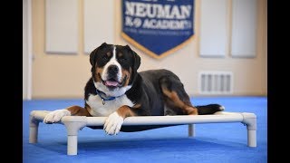 Bernie (Greater Swiss Mountain Dog) Boot Camp Dog Training Video Demonstration