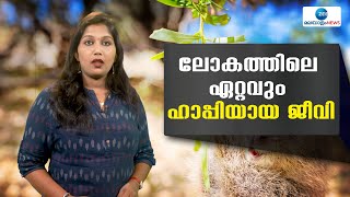 Quokka | എപ്പോഴും ചിരിച്ച മുഖം- ഓസ്‌ട്രേലിയയിലെ ക്വോക്ക എന്ന ജീവിയാണ് ഇങ്ങനെ അറിയപ്പെടുന്നത്