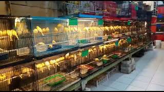 Agen burung Cibinong-bogor (kenari loper malang) fullstok #putrasangkarcibinong #085722244222