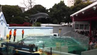 しながわ水族館、イルカジャンプ