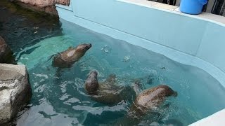 2016.3.20 Spotted Seal　ゴマフアザラシのお食事タイム（日本平動物園）