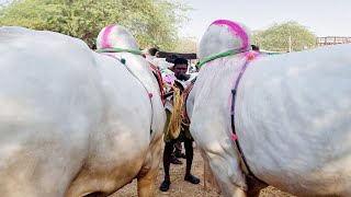 పెబ్బేరు మార్కెట్లో సేద్యపు ఎద్దుల రేట్లు-pebbair bulls market-pebbair santha-pebbair market-pebbair