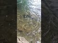 Memancing di Sungai wisata  batu katak-- SERU BANGET