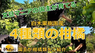 【文旦屋・白木果樹園】文旦マニアの園主が育てている柑橘をご紹介します。今回は、4種類！