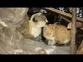 a kitten falls into a pond in the middle of winter in an accident