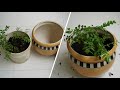 curry leaf plant and chrysanthemum growing tips కరివేపాకు మరియు చామంతి మొక్కల పెంపకానికి సూచనలు