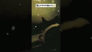 猫が雪の上を初めて歩く☃️ハチワレ猫ぺこ😸【#shorts】猫動画