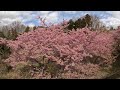 神奈川県大井町 四季の里〖🌸里山花まつり〗① ２０２４