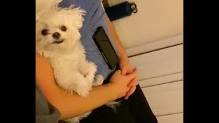 Cute Maltese Boy Enjoying Daddy Baby Time 可爱马尔济斯狗狗