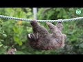 Sloth's  Adventure in the Jungle | The Sloth Conservation Foundation