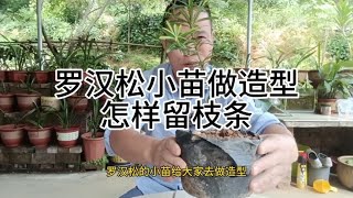 罗汉松小苗做造型怎样修剪How to prune podocarpus seedlings for styling