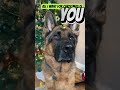 🤣🤣🤣🤣 dog gsds doglover germanshepherd gsd christmas viral shorts trending song yt