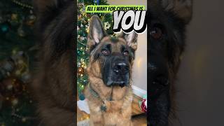 🤣🤣🤣🤣 #dog #gsds #doglover #germanshepherd #gsd #christmas #viral #shorts #trending #song #yt