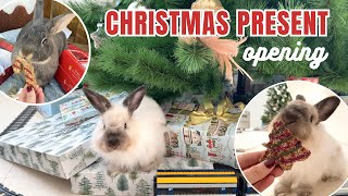 CHRISTMAS Morning Present Opening with 2 BUNNIES