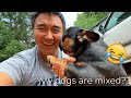 My Dogs are Mixed Say What?!? | Matt's Kennels