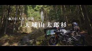 【motovlog】『森の巨人たち百選』を求めて。＃２～天城山太郎杉～＜MT-09 SP＞