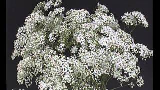 Gypsophila Million Star Producent B