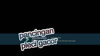 pancingan burung pleci