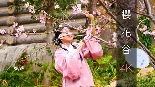 Cherry blossom valley colorful flowers bloom in spring 4K60 UHD Xiamen Fujian China 7th Mar 2021