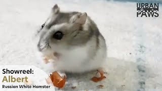 Albert - Russian White Hamster