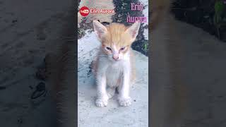 HABIS MAKAN ANAK KUCING TIDURAN #cat #catkucing #catlover #catvideos #catshorts #shortsvideo