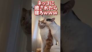 ネッコの動画で癒されたら寝ろｗｗｗ　#2ch #2ch動物スレ #2ch面白いスレ #動物 #犬 #猫 #癒やし #ねこ