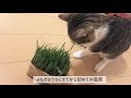 【土の要らない猫草】元野良猫に初めて猫草あげてみた