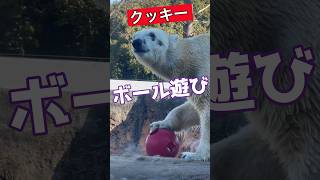 シロクマ🐻‍❄️クッキー💕のボール遊び😀【のんほい】#のんほいパーク #豊橋動物園 #シロクマ #クッキー