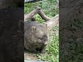 フクちゃんあくび 五月山動物園