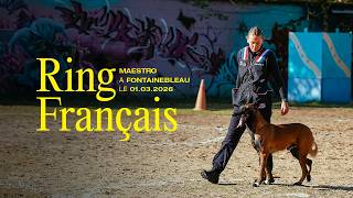 Ring Français - Maestro du Chenil de Chasseur 2