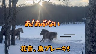 【北海道和種】【秋田犬】今日はヒメが率いてランニング