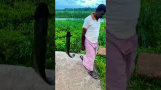 അതിഗംഭീരമായ ഒരു കടും / amazing fish