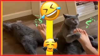 Funny CATS - vines - 😁😁 funniest 😸 cats and 😻 dogs - awesome funny pet animals videos 😇