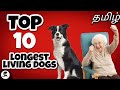 Top 10 அதிக நாட்கள் வாழும் நாய்கள் | long living dogs that will not leave you soon