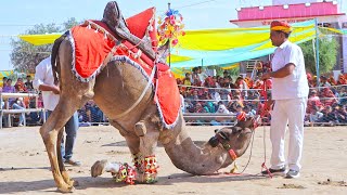 ऊंट ने किया अपने मालिक को प्रणाम || New Rajasthani Camel Dance || #rajasthanidance #priyanshu #unt