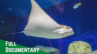 Skates and Rays | Batoids Fish life in underwater #wildlife #fi #youtubehome #youtubefeed #newtoyou