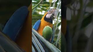 ma macaw parrot  vs kobari nellu tagutundi##king fisher#coconutwater #funnymoments  #famous#trending