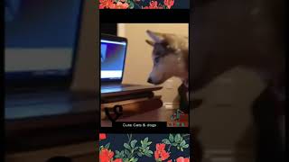 New Funny Animals 😂 😺🐶 Best Funny Animal Videos 2023 🤣 Funniest Cats And Dogs Videos 😂Funny Video #