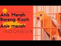 Birahi Anis Merah dan Emosi, langkah perawatannya