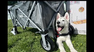 【シベリアンハスキー】初めてのドッグラン🐾デイキャンプ🏕️