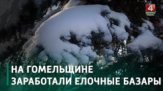 На Гомельщине заработали елочные базары