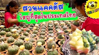 PukkapaoTV | สวนแคคตัสใหญ่ที่สุดในประเทศไทย กระท่อมลุงจรณ์บ้านสวนปทุมธานี สามโคก