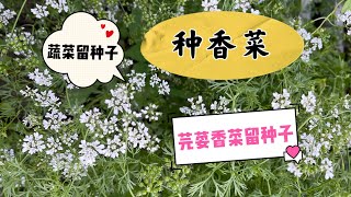 种香菜｜种元茜｜蔬菜留种子｜香菜如何留种子｜香菜开花了老了千万别扔了How to leave seeds in coriander