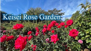 【4K】京成バラ園 Keisei Rose Garden 2022年10月11日の様子